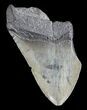 Partial, Fossil Megalodon Tooth #52998-1